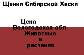 Щенки Сибирской Хаски › Цена ­ 15 000 - Вологодская обл. Животные и растения » Собаки   . Вологодская обл.
